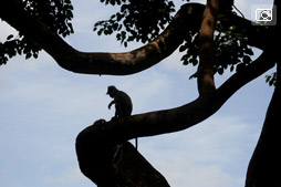 Анурадхапура: дерево Будды и лангуры